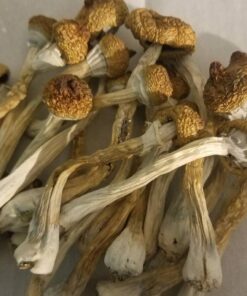 Where to buy good african transkei shrooms