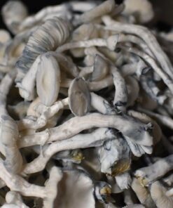 Where to buy albino louisiana magic mushrooms