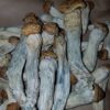 Where to buy big mexican magic mushrooms